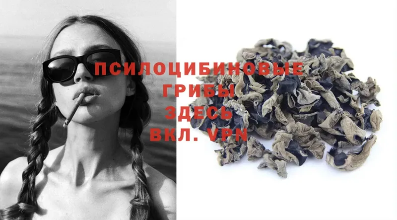 Псилоцибиновые грибы Psilocybe  Владикавказ 